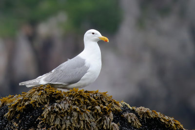 Glaucous-winged Gull - (Larus glaucescens)