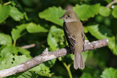 Alder Flycatcher - (Empidonax alnoru)