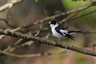 Halsbandsflugsnappare - Collared flycatcher - (Ficedula albicollis)