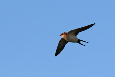 Rostgumpsvala - Red-rumped Swallow - (Cecropis daurica)