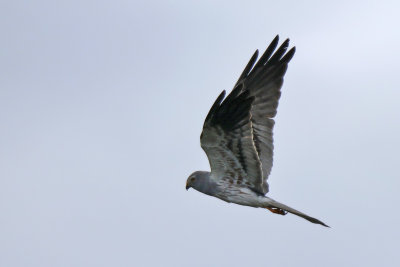 ngshk - Montagu's harrier - (Circus pygargus)