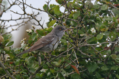 Hksngare - Barred Warbler - (Curruca nisoria)