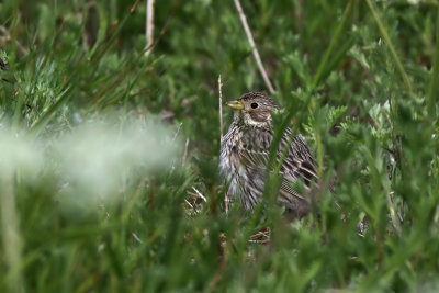 Kornsparv - Corn bunting - (Emberiza calandra)