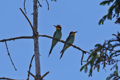 Bitare - European Bee-eater - (Merops apiaster)