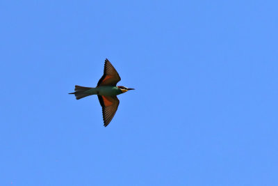 Biätare - European Bee-eater - (Merops apiaster)