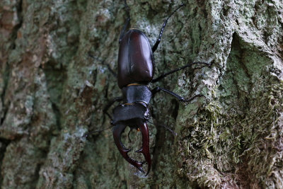 Ekoxe - Stag Beetle - (Lucanus cervus)