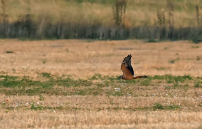 Stpphk - Pallid Harrier - (Circus macrourus)