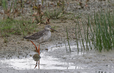 Svartsnppa - Spotted Redshank - (Tringa erythropus)