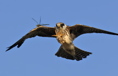 Aftonfalk - Red-footed Falcon -(Falco vespertinus)