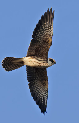 Aftonfalk - Red-footed Falcon -(Falco vespertinus)