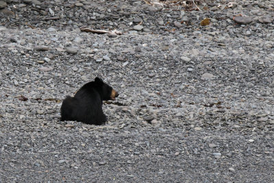 American Black Bear - (Ursus americanus)