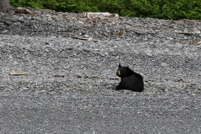 American Black Bear - (Ursus americanus)