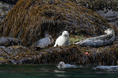 Harbour Seal - (Phoca vitulina)