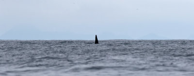 Killer Whale - (Orcinus orca) 