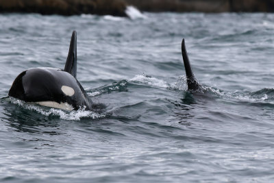 Killer Whale - (Orcinus orca) 