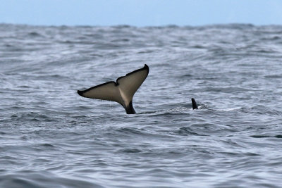 Killer Whale - (Orcinus orca) 