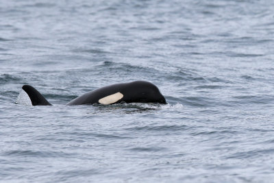 Killer Whale - (Orcinus orca)