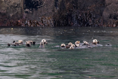 Sea Otter - (Enhydra lutris)