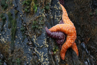 Starfish sp,