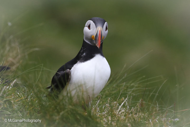 Shetland Puffins