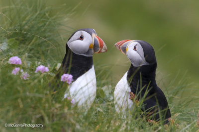 Shetland Puffins