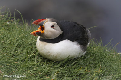 Shetland Puffins