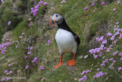 Shetland Puffins