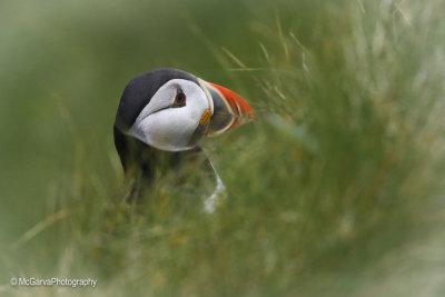 Shetland Puffins