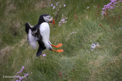 Shetland Puffins