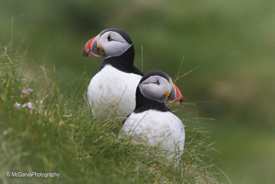 Shetland Puffins