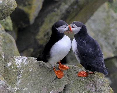 Shetland Puffins