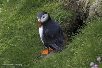 Shetland Puffins