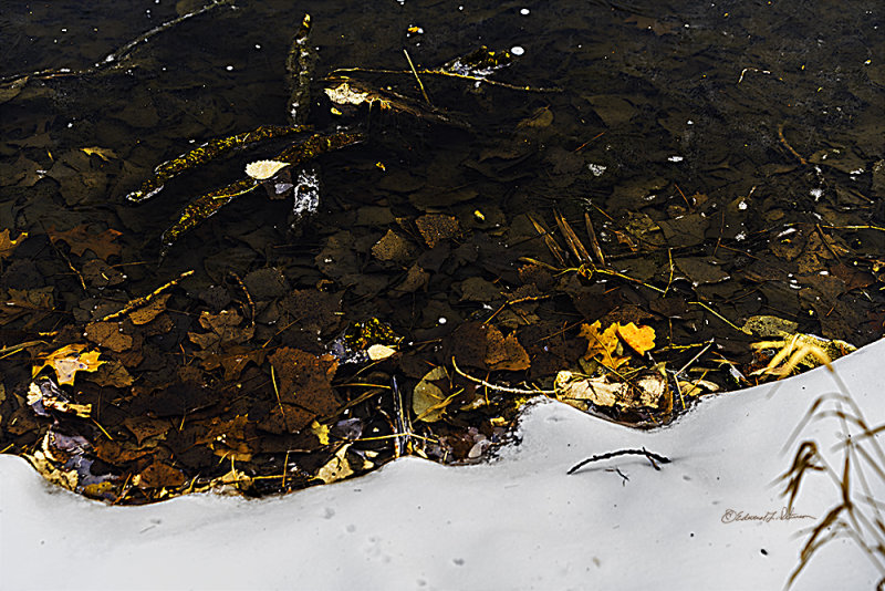 A lot happens during the year. In the winter the earth takes some time to rest. When you approach a pond during winter you can see some of what was produced and see it new life and color. Of course if you can see what is under the ice you shouldn't venture out on to the ice.

An image may be purchased at http://fineartamerica.com/featured/under-the-ice-edward-peterson.html?newartwork=true