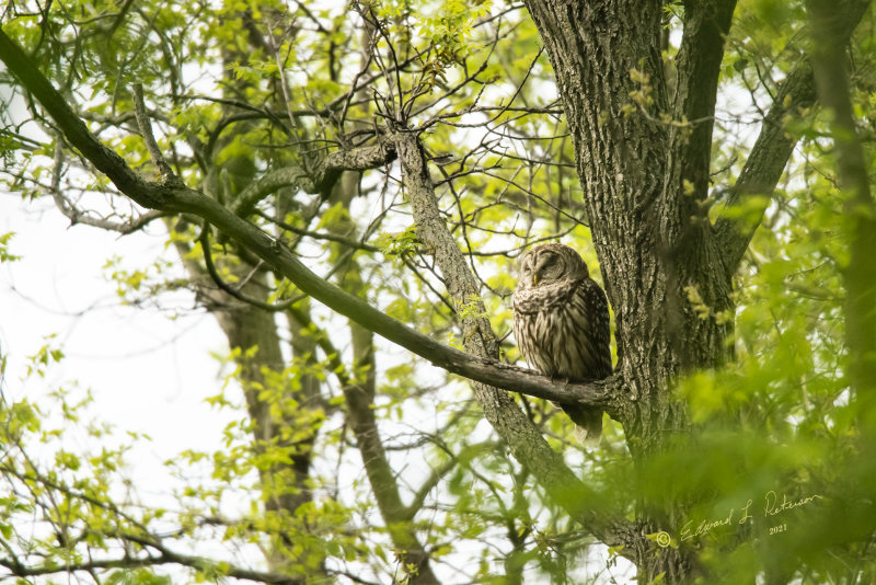 Mother Barred Owl