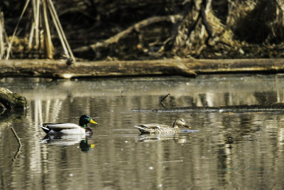 Every spring brings the family pairings for Mallards. In a few weeks if everything goes good there will be a bunch of goslings for this Mallard pair. It is always great to see the goslings staying close to mom and dad.

An image may be purchased at http://fineartamerica.com/featured/mallard-family-pairing-edward-peterson.html