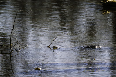 It is springtime and the Snapping Turtles are awake and swimming. I can never get over how long their necks are when I see them in the water. It is mating season and it is always a site when you find a pair mating.

An image may be purchased at http://edward-peterson.pixels.com/featured/snapping-turtle-swimming-edward-peterson.html?newartwork=true