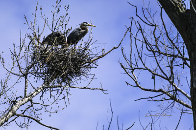 Mom and Dad Great Blue Heron are keeping a close watch on their home. Hoping I can get a look at the little ones when they hatch and before the leaves get to big. It was great to see this rookery were 3 or 4 nest pairs of the Great Blue Herons.

An image may be purchased at http://edward-peterson.pixels.com/featured/great-blue-heron-home-edward-peterson.html?newartwork=true