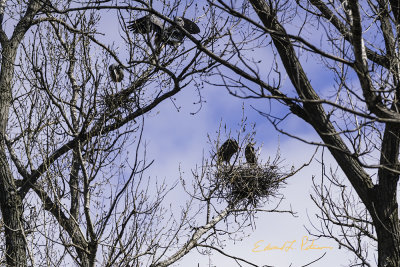 A Great Blue Heron rookery always gives you a great viewing opportunity. It is a little hard to get a good photo with all the branches in between me and the Herons but I can't get to the other side. Can't wait for the hatching as there will be a lot of activity in these trees.

An image may be purchased at http://edward-peterson.pixels.com/featured/great-blue-heron-rookery-edward-peterson.html?newartwork=true