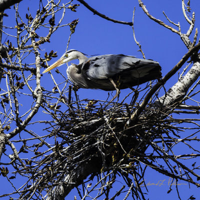 This one got into a fight with his neighbor who flew into his nest. They make a lot of noise! It doesn't look like there are any hatchlings. Hope to get a photo of them before the leaves come out and cover them up.

An image may be purchased at http://edward-peterson.pixels.com/featured/great-blue-heron-nesting-edward-peterson.html?newartwork=true