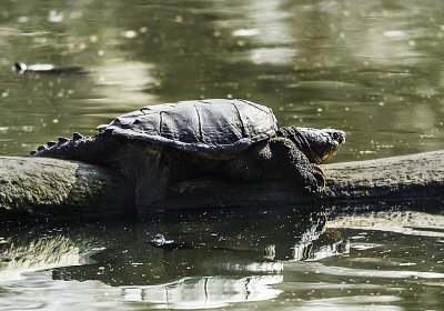 So seldom do you ever see these big guys out of the water it is always a joy when you spot one. Look close and you can see two painted turtles in the water getting ready to get on the log for some sunning. This whole log was covered with painted turtles but I wanted a photo of the pretty one.

An image may be purchased at http://edward-peterson.pixels.com/featured/snapper-and-friends-edward-peterson.html?newartwork=true