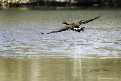 It is always fun to watch a Canada Goose land as they have the final glide to the water.

An image may be purchased at http://edward-peterson.pixels.com/featured/canada-goose-landing-edward-peterson.html