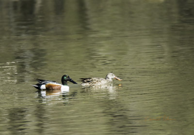 It is migration season which provides you the ability to find a Northern Shoveler pair in the local waterways. Manage to capture a fine looking pair taking a rest before they continue on.

An image may be purchased at http://edward-peterson.pixels.com/featured/northern-shoveler-pair-edward-peterson.html?newartwork=true