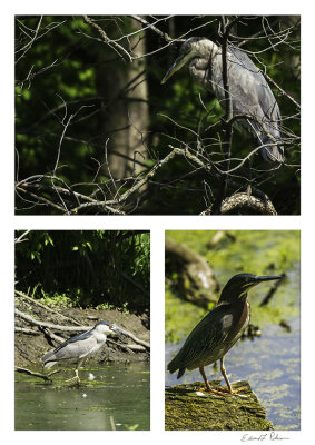 Heron Haven in Omaha, NE is an amazing place to visit. On any given day what you see will surprise you. So on this day I was surprised to find the Black-crowned Night Heron. I don't see this guy very often. After awhile the Great Blue Heron came flying and landed in a tree behind the Black-crowned Night Heron. After shooting these two for awhile, the Green Heron came flying in. He was pretty young and stayed close to the shoreline. First time seeing three different Herons on one day in one place.

An image may be purchased at http://edward-peterson.pixels.com/featured/heron-family-edward-peterson.html?newartwork=true