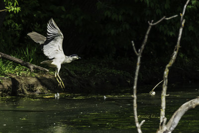 Caught the Black-crowned Night Heron in flight as he makes a short hop to maybe better fishing grounds.

An image may be purchased at http://edward-peterson.pixels.com/featured/black-crowned-night-heron-in-flight-edward-peterson.html?newartwork=true