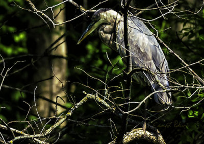 I have never figured out how a Great Blue Heron can get in a tree with such big wings! But here is proof they can get up there!

An image may be purchased at http://edward-peterson.pixels.com/featured/great-blue-heron-in-the-tree-edward-peterson.html?newartwork=true