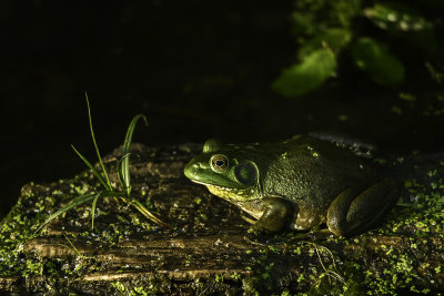 There is nothing more smoothing than listening to a frog chorus during the evening hours of a frog party. This guy was a pretty good size and I suspect he will sing out loudly.

An image may be purchased at http://edward-peterson.pixels.com/featured/frog-party-edward-peterson.html?newartwork=true