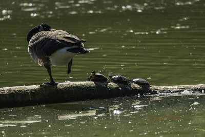 A nice fall day. The sun is out and it is warm with a slight breeze. Reptile and ducks are taking advantage of the day to sun themselves one last time before the cold wet days come as they did the next day. It is hard to get any better than a fall sunning day.

An image may be purchased at http://fineartamerica.com/featured/fall-sunning-edward-peterson.html?newartwork=true