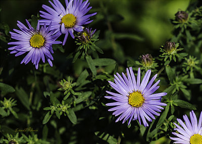 Still some color in the gardens as the Asters are in bloom.

AN image may be purchased at http://fineartamerica.com/featured/aster-edward-peterson.html