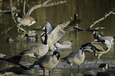 Every fall there is a migration of Canada Geese. Here they are taking some time to rest up for the next leg of their journey. As they gather around there is a lot of bathing and wing flipping.

An image may be purchased at http://fineartamerica.com/featured/1-fall-migration-edward-peterson.html?newartwork=true