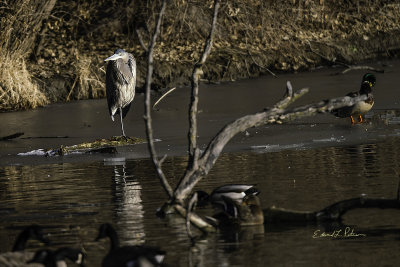 First time seeing a winter Great Blue Heron in the state of Nebraska. Everything tells me he should have gone south. Hope he makes through the winter.

An image may be purchased at http://fineartamerica.com/featured/winter-great-blue-heron-edward-peterson.html?newartwork=true